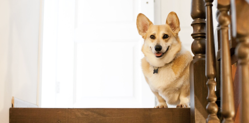 5 Ways to Design a Pet-Friendly Home That’s Comfortable for Everyone
